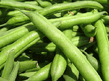 四季豆
