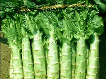 莴笋